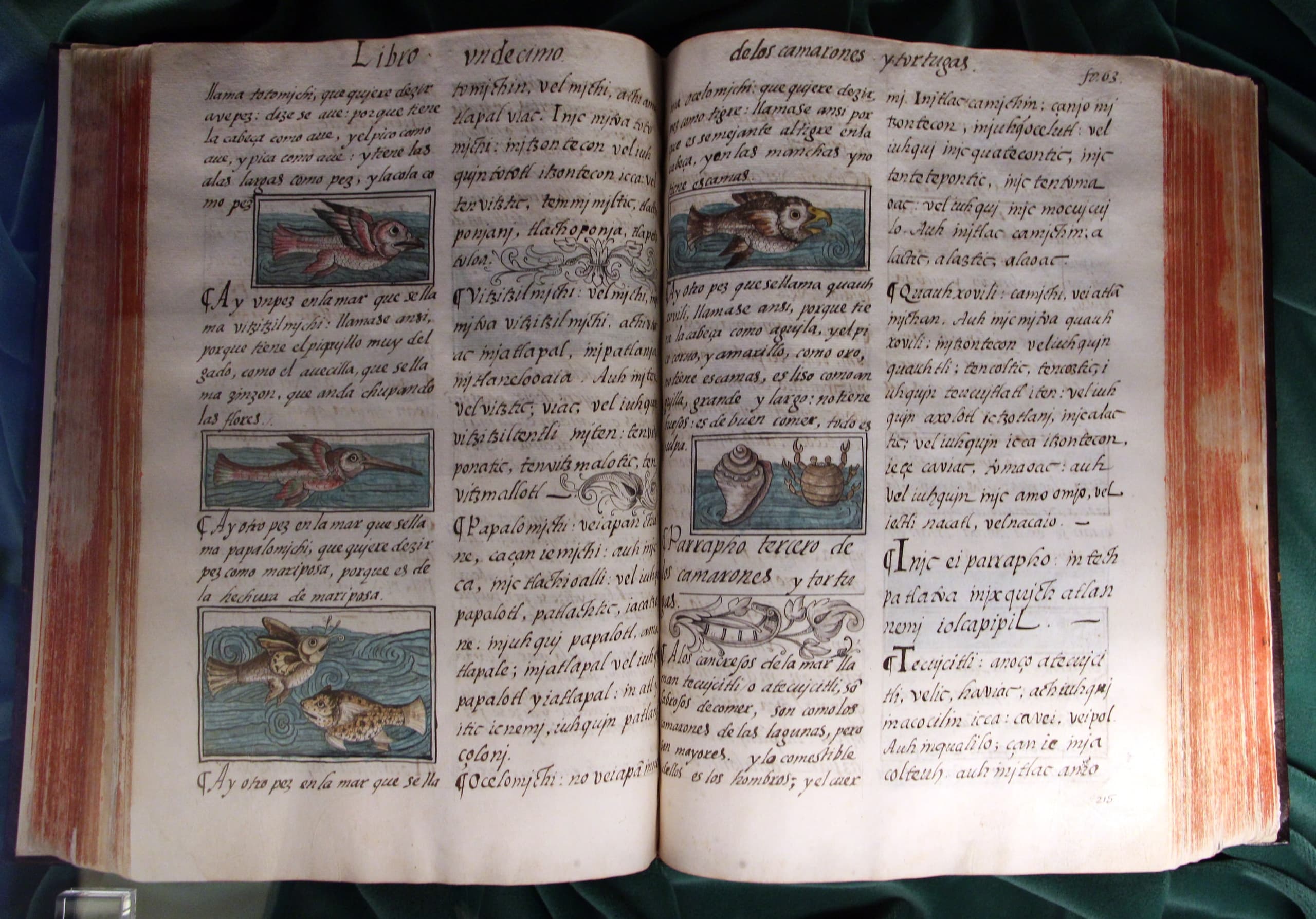 A manuscript page divided into two columns of handwritten text, the left in Nahuatl and the right in Spanish, with an illustration at the bottom showing figures drawn in ink with cross-hatched shading.