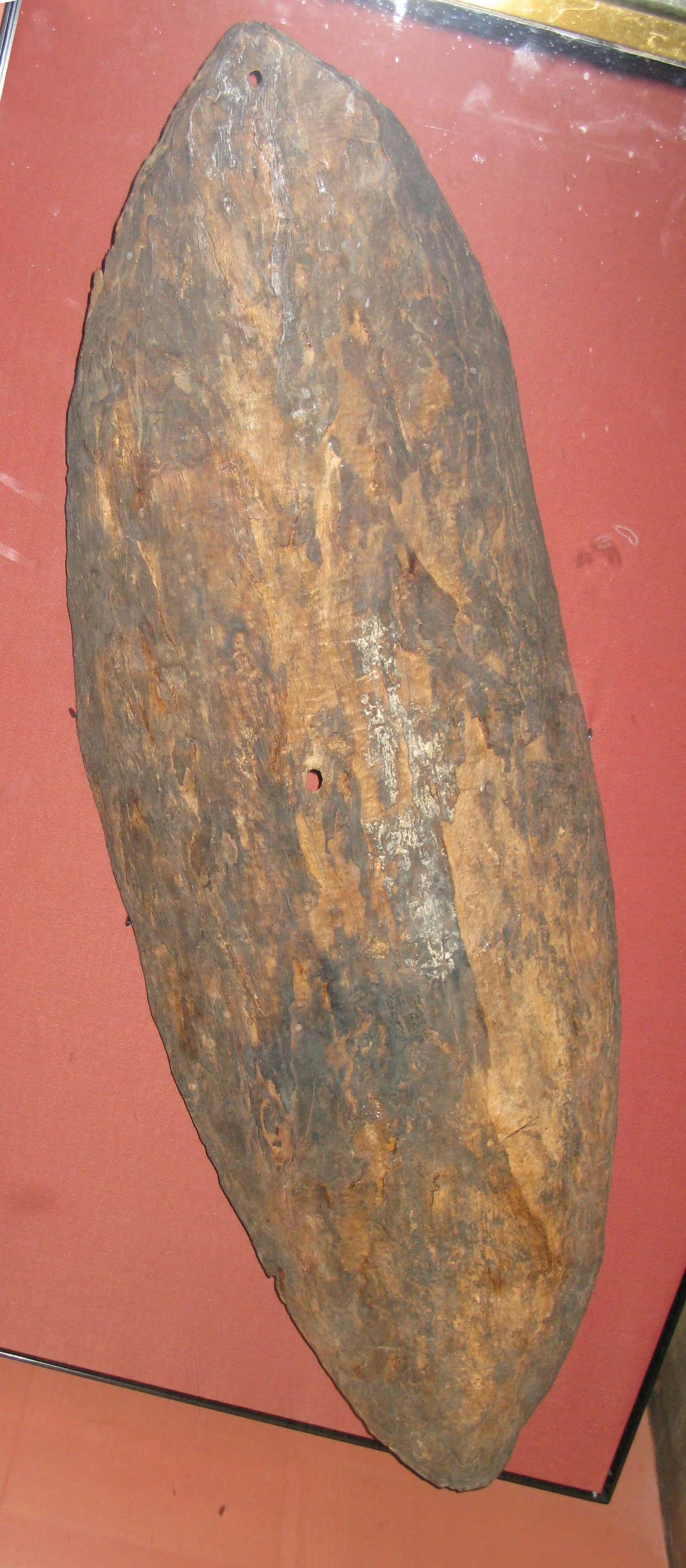 An elongated bark shield, dark and weathered, with a puncture hole visible near one edge.