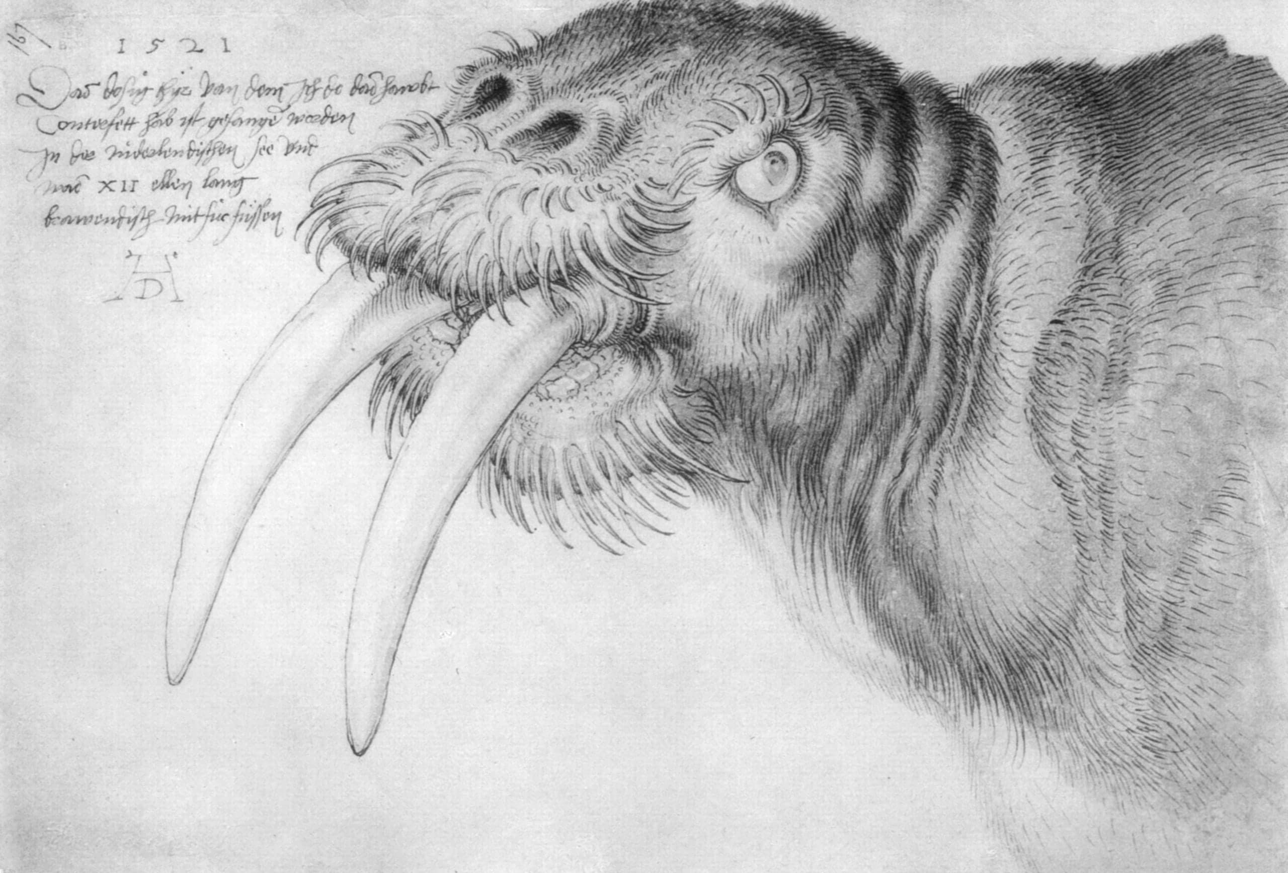 Pen and watercolour study of an animal head with tusks, the muzzle short and rounded, the forms somewhat dog-like, with a German inscription and a later monogram on the sheet.