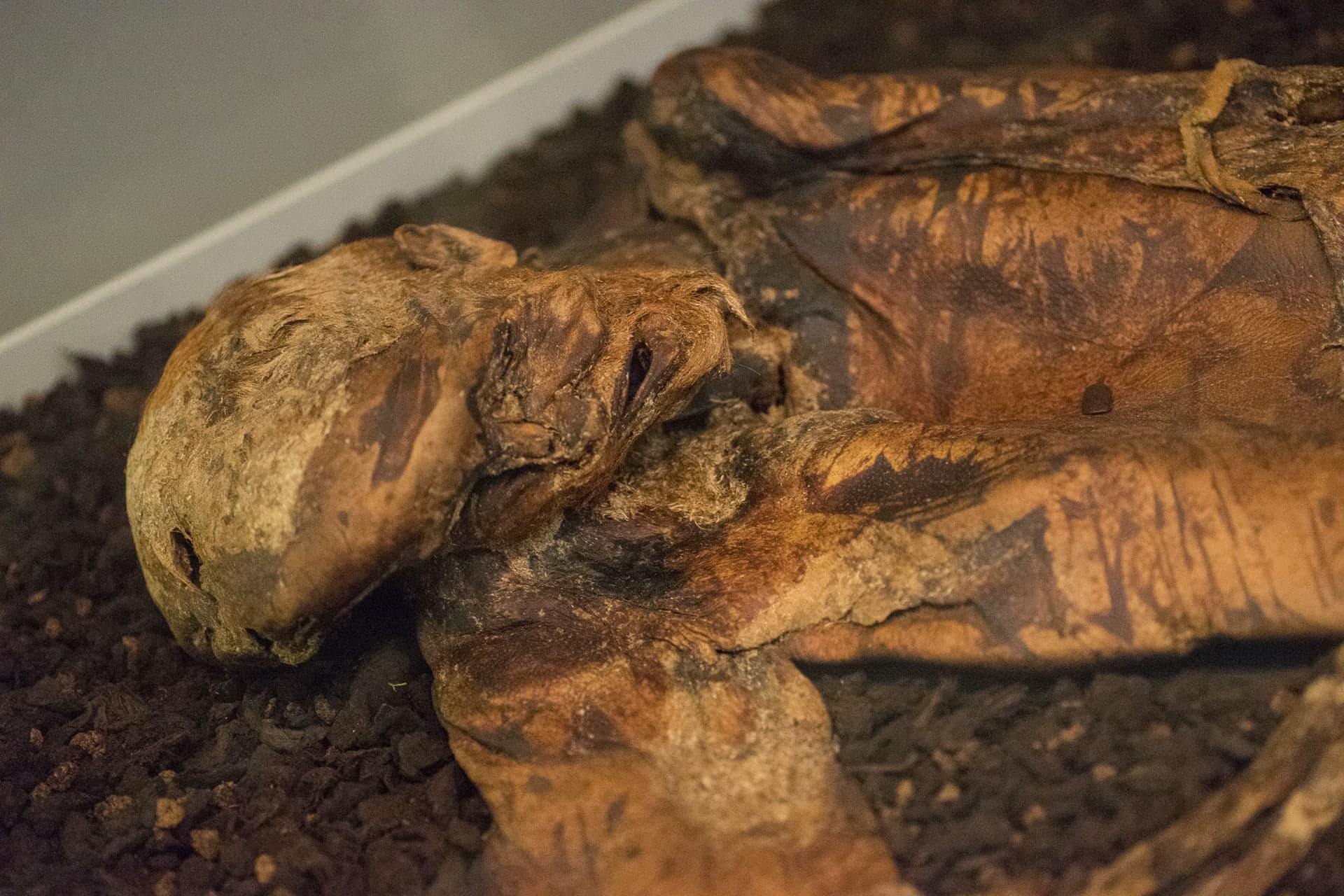The dark brown, compressed remains of a human torso, head and limbs, preserved in peat with skin, hair and facial features still visible, displayed in a museum case.