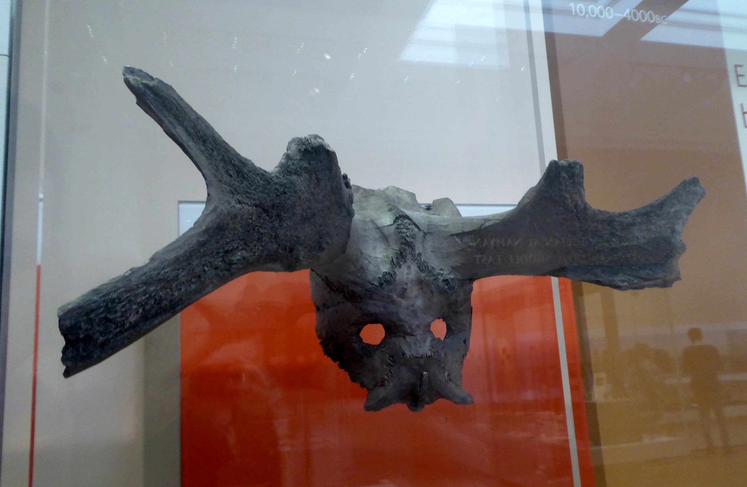 Worked deer skulls with antlers still attached, pale bone and antler cranial pieces altered in antiquity, shown as separate archaeological objects rather than intact animal heads.