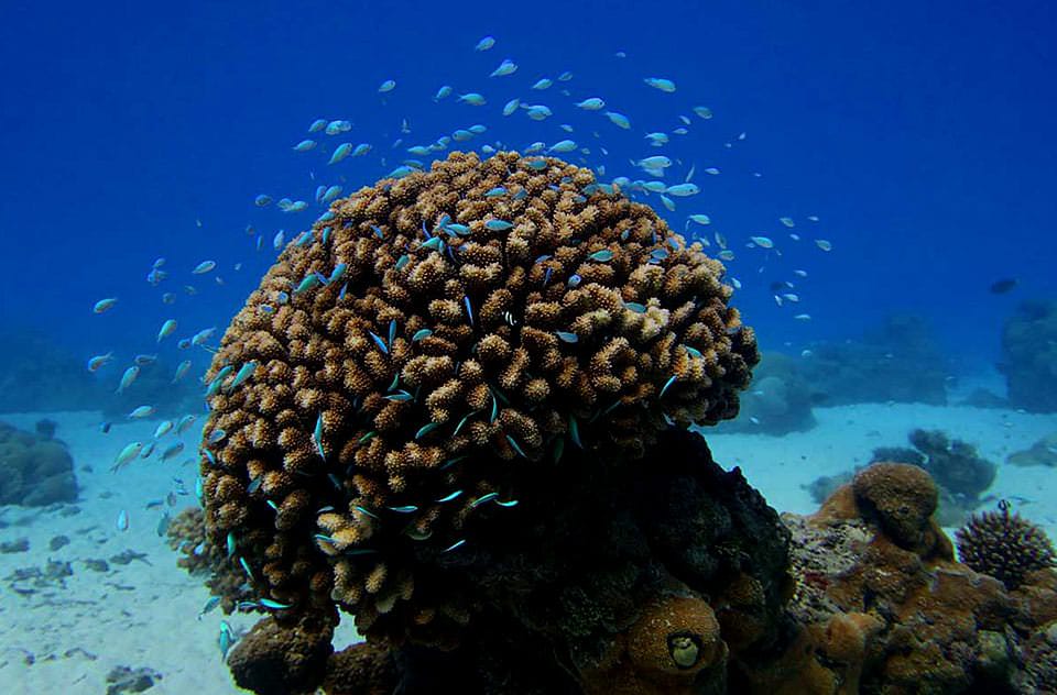 A school of blue fish surrounding a coral colony